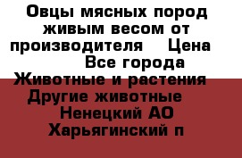 Овцы мясных пород живым весом от производителя. › Цена ­ 110 - Все города Животные и растения » Другие животные   . Ненецкий АО,Харьягинский п.